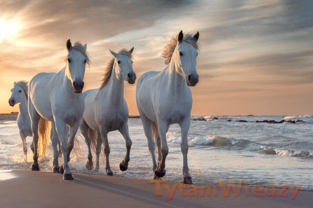 Białe konie nad wodą