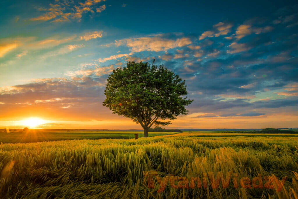 Drzewo na polu o zachodzie słońca
