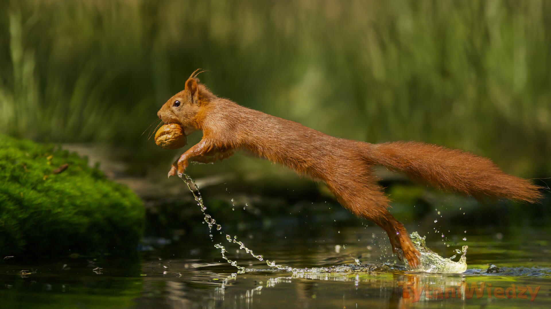 Wiewiórka skacząca przez wodę z jedzeniem