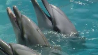 Delfin – encyklopedia zwierząt dla dzieci – filmy edukacyjne po polsku