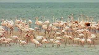 Flamingi – encyklopedia zwierząt dla dzieci – filmy edukacyjne po polsku