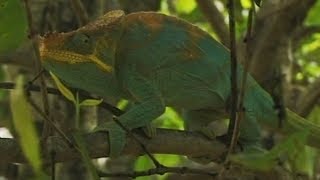 Kameleon – encyklopedia zwierząt dla dzieci – filmy edukacyjne po polsku