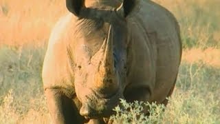 Nosorożec – encyklopedia zwierząt dla dzieci – filmy edukacyjne po polsku