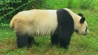 Panda – encyklopedia zwierząt dla dzieci – filmy edukacyjne po polsku