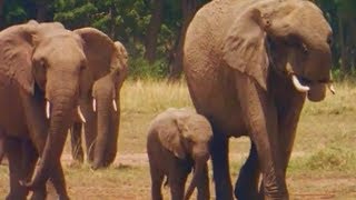Słonie – encyklopedia zwierząt dla dzieci – filmy edukacyjne po polsku