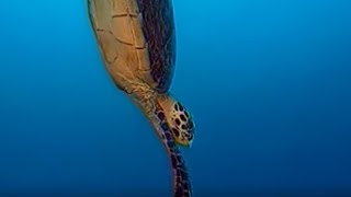 żółw morski – encyklopedia zwierząt dla dzieci – filmy edukacyjne po polsku