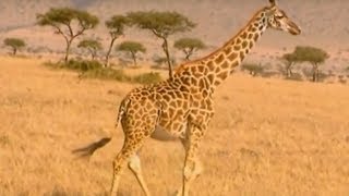 żyrafa – encyklopedia zwierząt dla dzieci – filmy edukacyjne po polsku